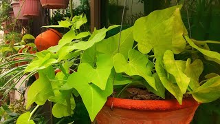 Care of Sweet Potato Vine  How to Grow and Care For Sweet Potato Vine  RM Garden [upl. by Suzan526]