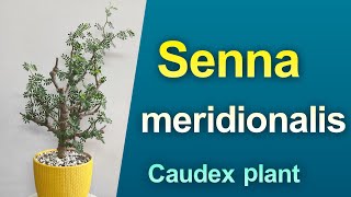 CAUDICIFORM Senna meridionalis Care amp Grow [upl. by Dnomad]