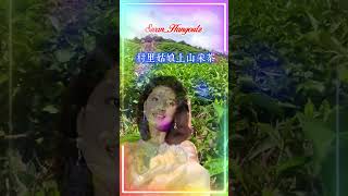 【山茶花 邓丽君】台湾中文国语老歌金曲怀旧名曲 Teresa Teng 【Camellia】 Nostalgic Chinese Classic Hits [upl. by Anibor]