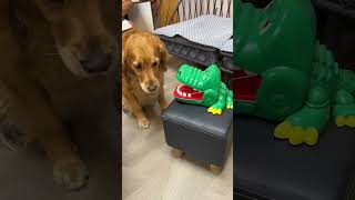 Awkward Don’t blame the dog for this situation right funny pets funny dog funnyvideo shorts [upl. by Alimaj]