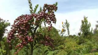 Agraz Silvestre o Mortiño Cómo se cosecha  Tv agro By Juan Gonzalo Angel [upl. by Enyawal451]