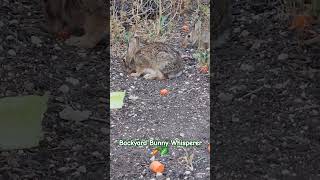 Cute Cottontails rabbits bunnies animals [upl. by Hunger861]