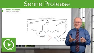 Serine Protease Background amp Catalytic Mechanism – Biochemistry  Lecturio [upl. by Odrareve946]