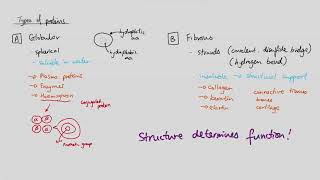 Membranes Mindmap OCR A Level Biology 25 [upl. by Ecnerwal]