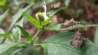 കണ്ടിട്ടുണ്ടോ ഈ പ്രാണികളെ  Coreidae [upl. by Otrebire696]