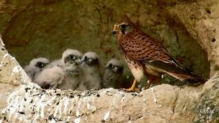 Common Kestrel nest Falco tinnunculus Κίτσης  Σιαχίνι  Ανεμογάμης  Cyprus [upl. by Barbe]