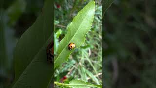 Little Ladybug 🐞 macrophotography [upl. by Wanda]