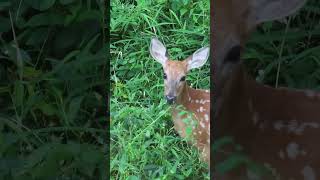 Deer Fawns Nibbling on Plants deer naturelovers nature wildlife mammals [upl. by Dnilazor]