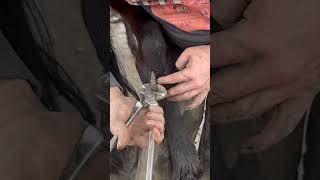 Trimming a horses chestnut horse asmr foryou equestrian satisfying [upl. by Tiphane]