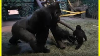 Baby Gorilla Annoys Her HUGE Silverback Dad  Cute Animal Video [upl. by Alurd]