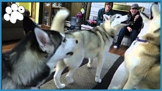 4 HUSKIES HOWLING TOGETHER [upl. by Marco]