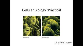 Lab Practical Stomata observation [upl. by Geehan]