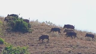 Zararlı İle Mücadele Kapsamında Yapılan Yaban Domuzu Avı  Wild Boar Hunting [upl. by Eciruam]