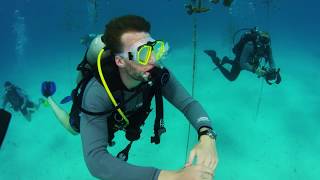 Oris Staghorn Restoration Limited Edition Coral Restoration in the Florida Keys 2017 [upl. by Ludewig]