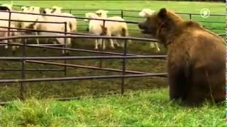 Sheepdog saves his flock from a bear attack [upl. by Pepper]