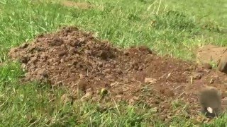 How to Catch a Live Mole Fast [upl. by Charil]