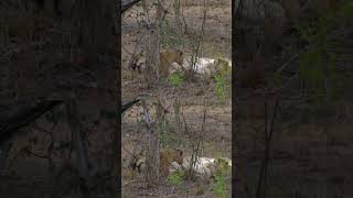 Feeding time for Lion cubslions lioncubs lioness [upl. by Oremo871]