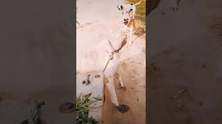 Devil pitbull dog breedpitbullfacts dog pitbull facts punjabi punjabisong music shorts [upl. by Hamirak]