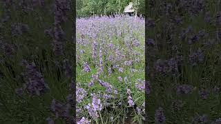 Farm Tomita  Lavender field  Furano Hokkaido  Japan [upl. by Suckow852]