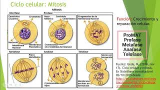 MITOSIS Y CITOCINESIS VEGETAL Y ANIMAL [upl. by Ihsir]