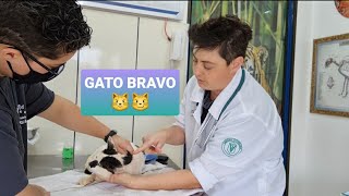 COMO FAZER CURATIVO EM GATO BRAVO😾😼 [upl. by Danuloff]