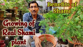 How to grow and care Real Shami plant  How to identify Real and fake Shami  Prosopis cineraria [upl. by Ocicnarf]