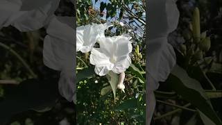 Flor da Manhã branca e rosa ipomoea carneaplantas [upl. by Adelaide]