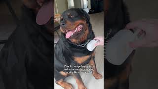 Our first born🤣🤣 dog dogs rottweiler rottweilerpuppy rotty funny funnyvideo funnyshorts [upl. by Ikilisav692]