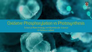 Oxidative Phosphorylation vs Photosynthesis [upl. by Capello]