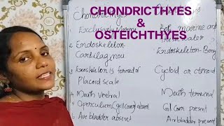 Differentiate betwen Chondrichthyes and Osteichthyes in plus one zoologyplus1 exam zoology [upl. by Yrallih]