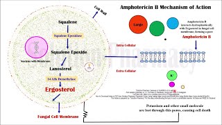 Topic 61 Antifungal Drugs  Amphotericin B  Mechanism of Action  MOA of Amphotericin B [upl. by Backer]