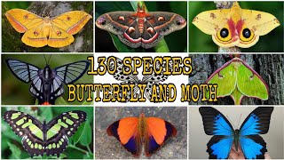 WHICH ONE DO YOU THINK IS THE MOST BEAUTIFUL  130 SPECIES OF BUTTERFLY amp MOTH [upl. by Nuyh]