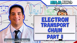 Metabolism  Electron Transport Chain DETAILED  Part 2 [upl. by Lebam321]