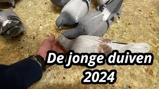 De jonge duiven 2024  Postduiven [upl. by Hcirdeirf532]