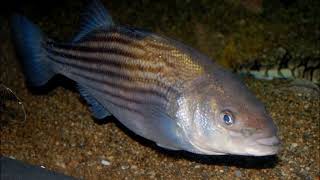 Facts The Striped Bass [upl. by Eldridge]