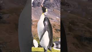 King Penguin Does the Twist Penguin Penguins kingpenguin wildlife animals nature [upl. by Norret826]