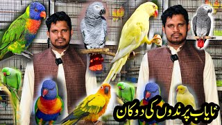 Yellow RingneckGrey Parrotlorikeetcockatoo amp Green Ringneck parrot  Birds Market  Rawalpindi [upl. by Daitzman]