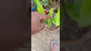 Tips for gerbera plant 💐💐💐 gardening greenplantsgrow gardenplants flower plantgardenflowers [upl. by Matthaus]