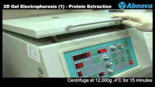 2D Gel Electrophoresis 1 Protein Extraction [upl. by Nereus208]