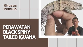 KADAL TERCEPAT DI DUNIA BLACK SPINY TAILED IGUANA  SIMILIS IGUANA  KERABAT REPTILE CH16 [upl. by Thorncombe547]