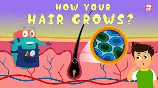 How Your Hair Grows  The Dr Binocs Show  Best Learning Videos For Kids  Peekaboo Kidz [upl. by Niamor944]