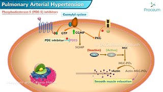 Pulmonary Arterial Hypertension PAH Pharmacology [upl. by Gnanmos]