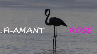 Létang de Bages avec ses Flamants roses 🦩🦩🦩un matin dété 🌞 [upl. by Yleik73]