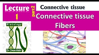 1b Connective tissue fibers 2024 [upl. by Arim]