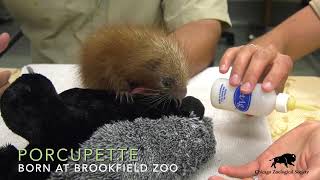 Baby PrehensileTailed Porcupine [upl. by Adnirim]