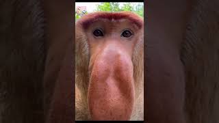 Rare Proboscis Monkey Caught on Camera  AMAZINGIAMVISION1963monkeysshorts [upl. by Idnim]