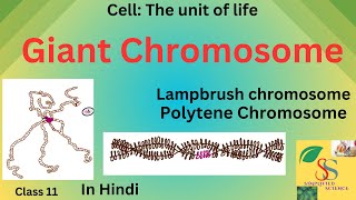 Giant Chromosome Polytene ChromosomeLampbrush chromosomesCellUnit of lifeclass11Hindieasy [upl. by Latyrc]