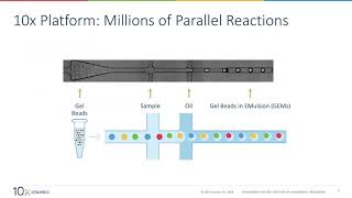 Pushing the Boundaries of Gene Sensitivity  Chromium Single Cell Gene Expression Solution v3 [upl. by Thea]