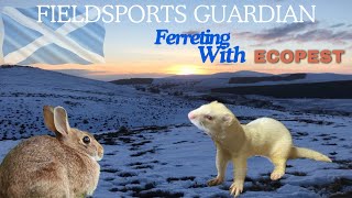 Ferreting for rabbits  EcoPest bolting rabbits in the Scottish hills [upl. by Idnahs]