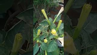 Dhatura plant care tips for more flowering👍🏻 gardenplants terracegarde garden plantcare plants [upl. by Plotkin]